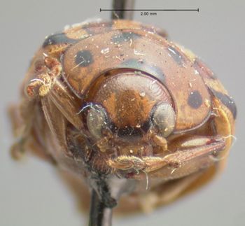 Media type: image; Entomology 17307   Aspect: head frontal view
